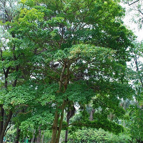 Terminalia kuhlmannii unspecified picture