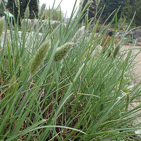 Sesleria nitida unspecified picture