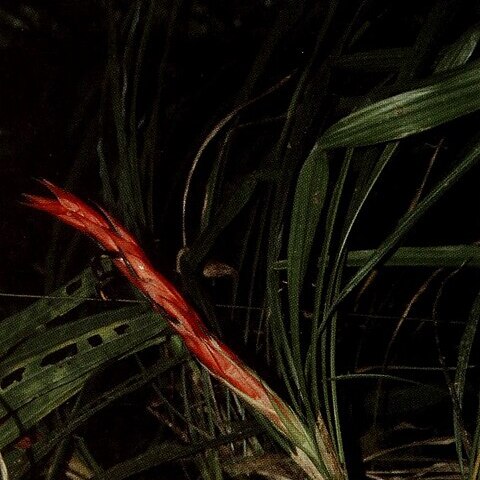 Pitcairnia clarkii unspecified picture