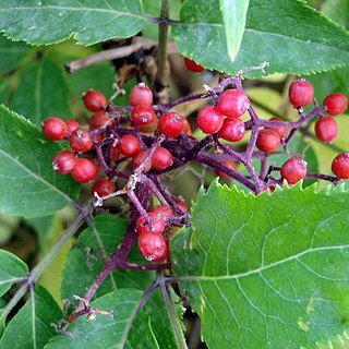 Sambucus tigranii unspecified picture