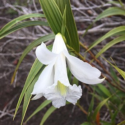 Sobralia granitica unspecified picture