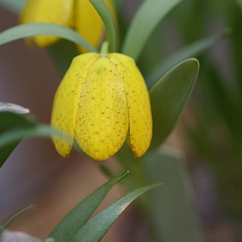 Fritillaria aurea unspecified picture