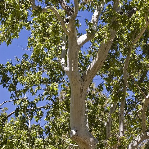 Platanus wrightii unspecified picture