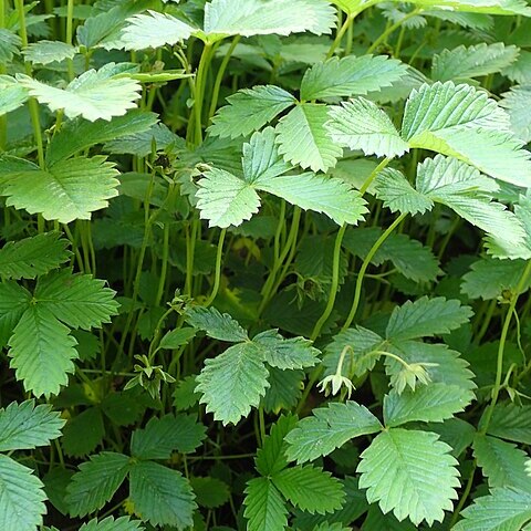 Fragaria tibetica unspecified picture