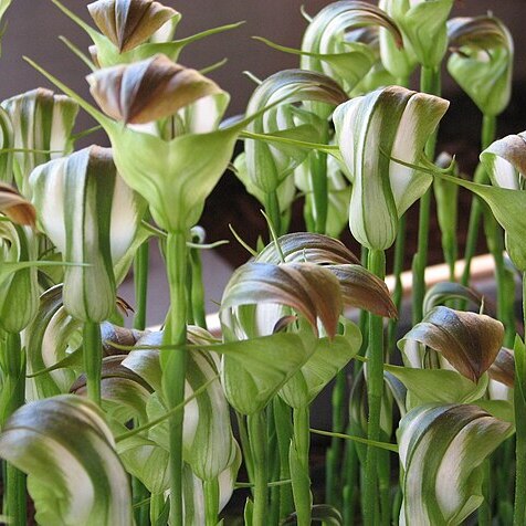 Pterostylis baptistii unspecified picture