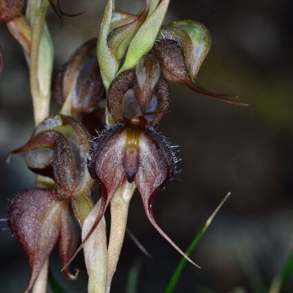 Pterostylis boormanii unspecified picture