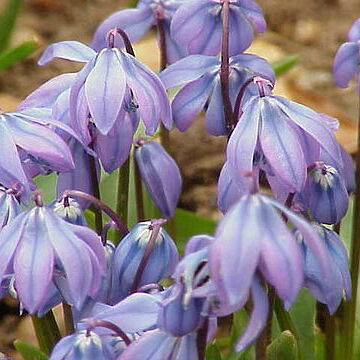 Scilla unspecified picture