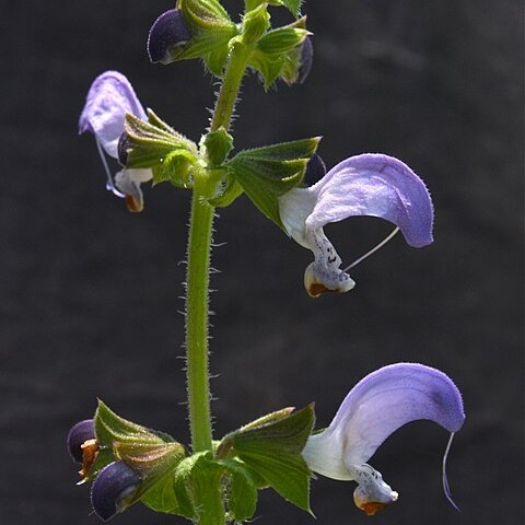 Salvia algeriensis unspecified picture