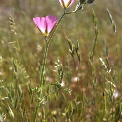 Sidalcea keckii unspecified picture