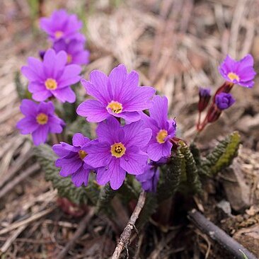 Primula woronowii unspecified picture