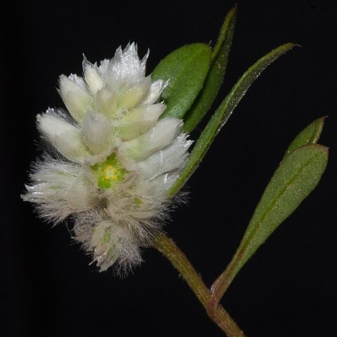 Ptilotus humilis unspecified picture