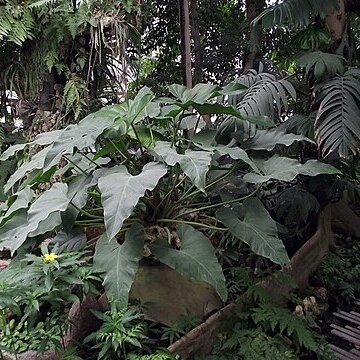 Philodendron simsii unspecified picture