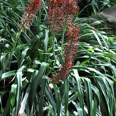 Pitcairnia spicata unspecified picture