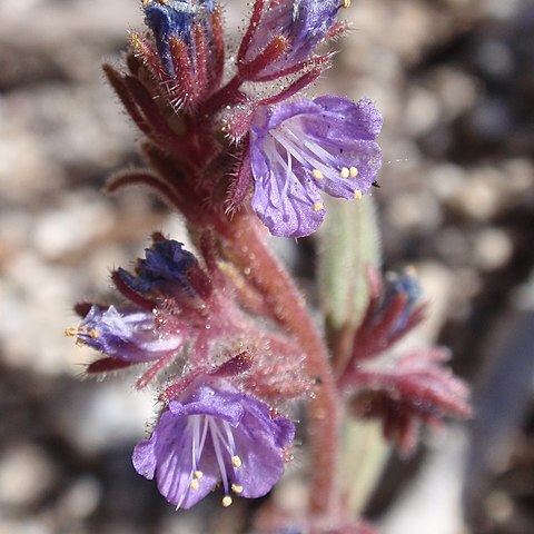 Phacelia quickii unspecified picture