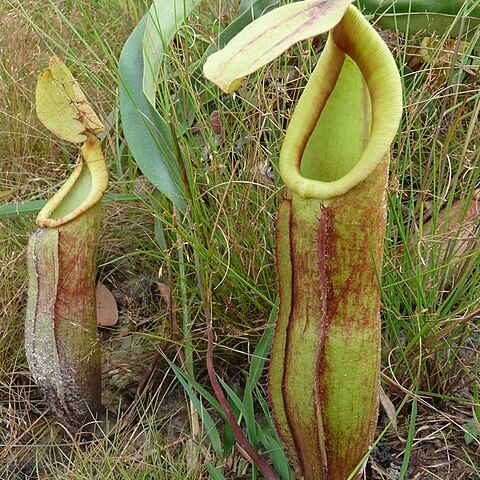 Nepenthes smilesii unspecified picture