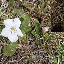 Ruellia morongii unspecified picture