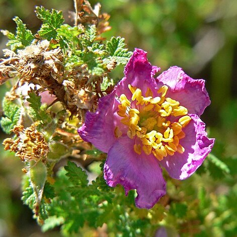 Rosa minutifolia unspecified picture