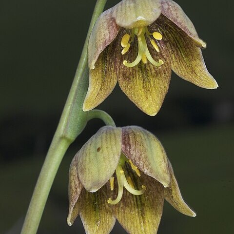 Fritillaria agrestis unspecified picture