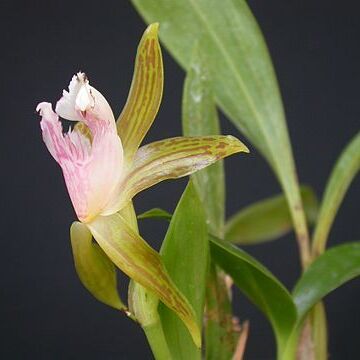 Galeottia ciliata unspecified picture