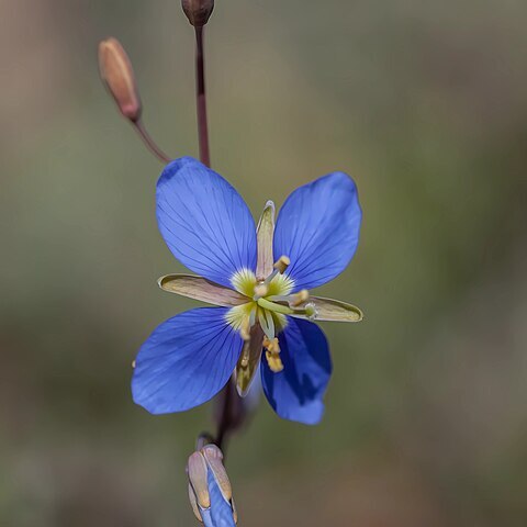 Heliophila africana unspecified picture