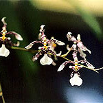 Oncidium incurvum unspecified picture