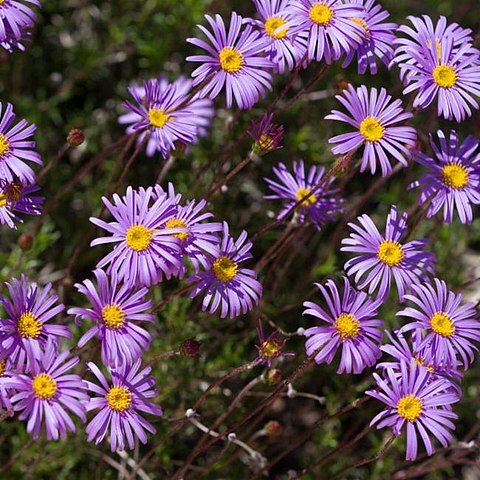 Olearia ciliata unspecified picture