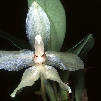 Stenia bismarckii unspecified picture