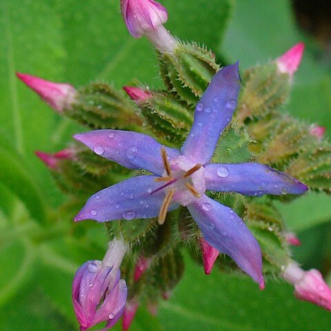 Caccinia strigosa unspecified picture