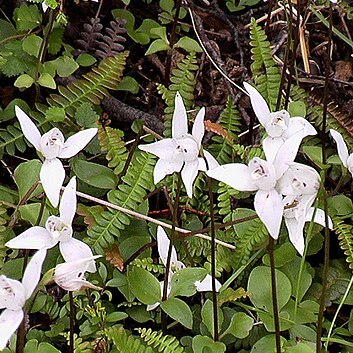 Codonorchis lessonii unspecified picture