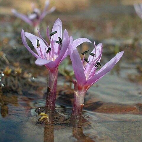 Colchicum figlalii unspecified picture