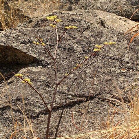 Cissus cornifolia unspecified picture