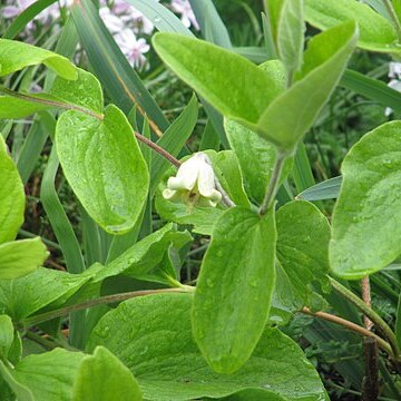 Clematis coactilis unspecified picture