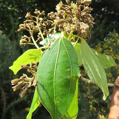 Cinnamomum wightii unspecified picture