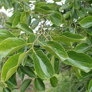 Celtis biondii unspecified picture