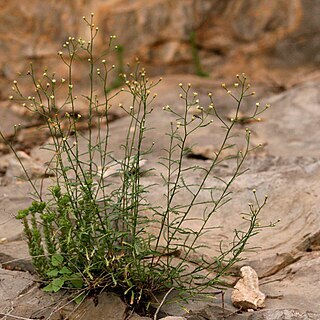 Baccharis havardii unspecified picture