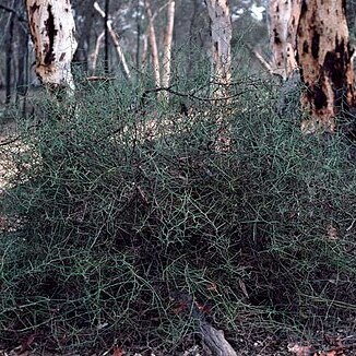 Daviesia intricata unspecified picture