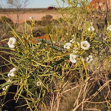 Duboisia hopwoodii unspecified picture