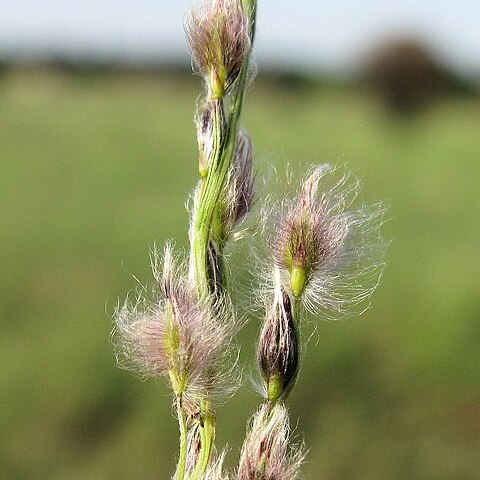 Digitaria brownii unspecified picture