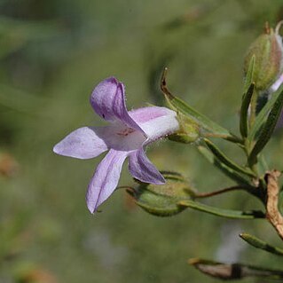 Eremophila goodwinii unspecified picture