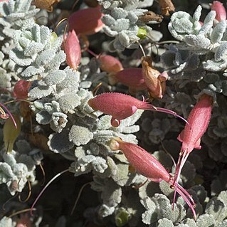 Eremophila hillii unspecified picture