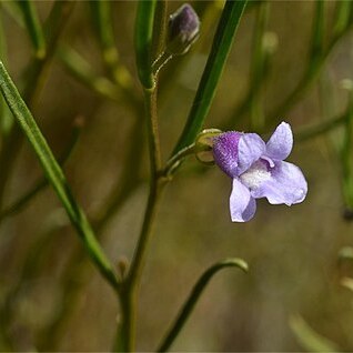 Eremophila phillipsii unspecified picture