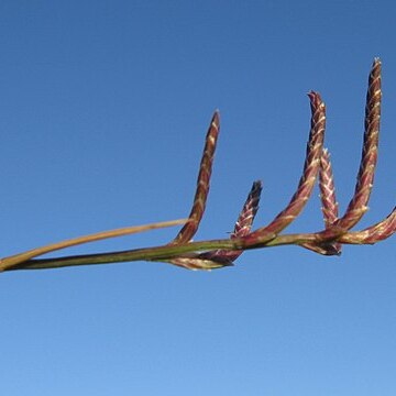 Eragrostis dielsii unspecified picture