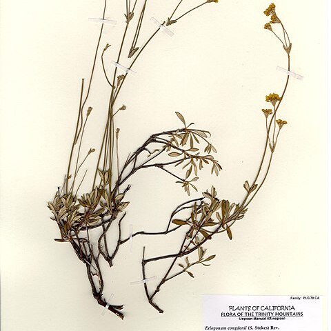 Eriogonum congdonii unspecified picture