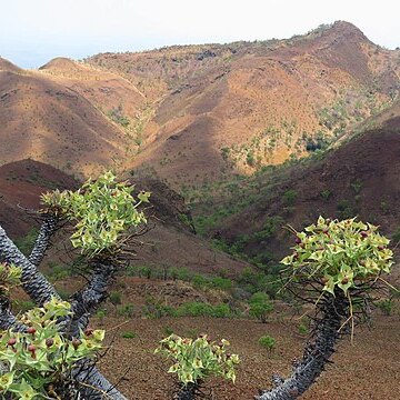 Euphorbia wildii unspecified picture