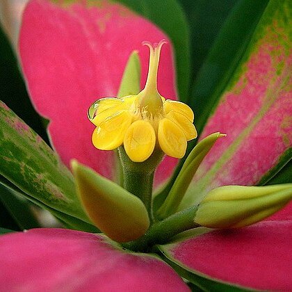 Euphorbia punicea unspecified picture