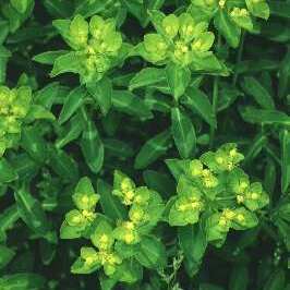 Euphorbia gasparrinii unspecified picture