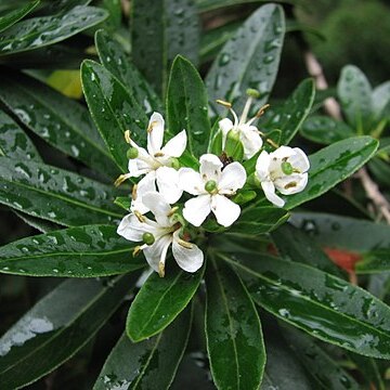 Escallonia bifida unspecified picture