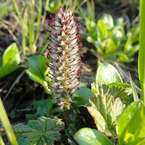 Salix chamissonis unspecified picture