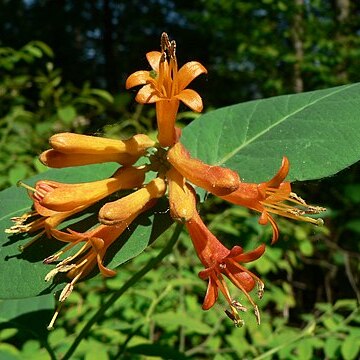 Lonicera ciliosa unspecified picture