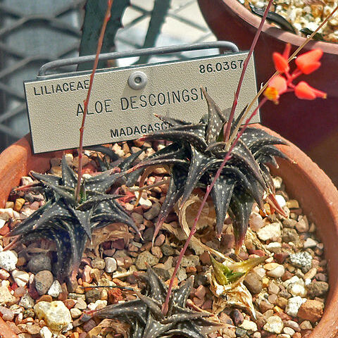 Aloe descoingsii unspecified picture